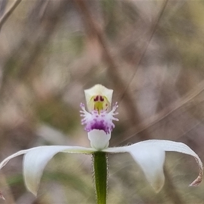 Caladenia ustulata (Brown Caps) at Bungendore, NSW - 13 Oct 2024 by clarehoneydove