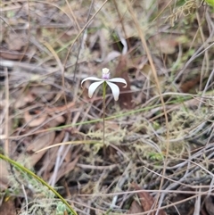 Caladenia ustulata at Bungendore, NSW - suppressed