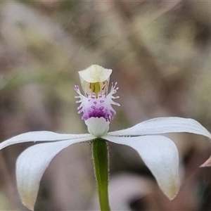 Caladenia ustulata at Bungendore, NSW - suppressed