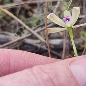 Caladenia ustulata at Bungendore, NSW - suppressed