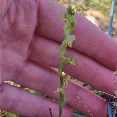 Hymenochilus cycnocephalus (Swan greenhood) at Bungendore, NSW - 13 Oct 2024 by clarehoneydove