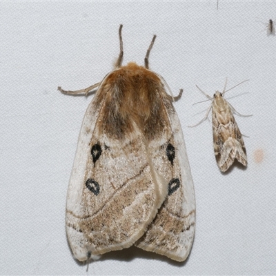 Anthela ocellata (Eyespot Anthelid moth) at Freshwater Creek, VIC - 18 Feb 2021 by WendyEM