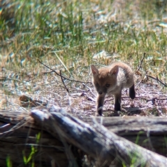 Vulpes vulpes (Red Fox) at Walla Walla, NSW - 10 Oct 2024 by Darcy