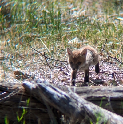 Vulpes vulpes (Red Fox) at Walla Walla, NSW - 10 Oct 2024 by Darcy