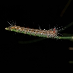 Pernattia pusilla (She-Oak Moth) at Freshwater Creek, VIC - 18 Feb 2021 by WendyEM