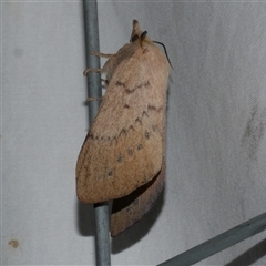 Entometa fervens (Common Gum Snout Moth) at Freshwater Creek, VIC - 18 Feb 2021 by WendyEM