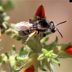 Unidentified Bee (Hymenoptera, Apiformes) at Bandiana, VIC - 13 Oct 2024 by KylieWaldon