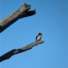 Dacelo novaeguineae (Laughing Kookaburra) at Walla Walla, NSW - 10 Oct 2024 by Darcy