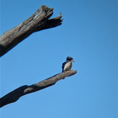 Dacelo novaeguineae (Laughing Kookaburra) at Walla Walla, NSW - 10 Oct 2024 by Darcy