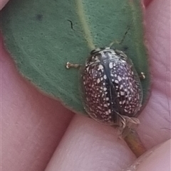 Paropsisterna decolorata (A Eucalyptus leaf beetle) at Bungendore, NSW - 13 Oct 2024 by clarehoneydove