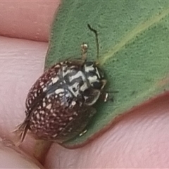 Paropsisterna decolorata at Bungendore, NSW - suppressed