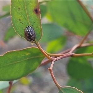 Paropsisterna decolorata at Bungendore, NSW - suppressed