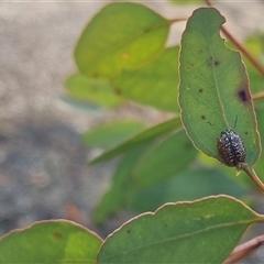 Paropsisterna decolorata at Bungendore, NSW - suppressed