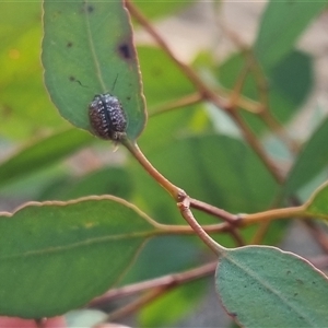 Paropsisterna decolorata at Bungendore, NSW - suppressed