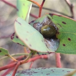 Paropsisterna inspersa at Bungendore, NSW - 13 Oct 2024