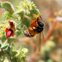 Unidentified Bee (Hymenoptera, Apiformes) at Bandiana, VIC - 13 Oct 2024 by KylieWaldon