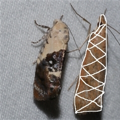 Hypertropha chlaenota (A Gelechioid moth) at Freshwater Creek, VIC - 18 Feb 2021 by WendyEM