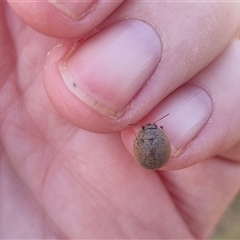 Trachymela sp. (genus) (Brown button beetle) at Bungendore, NSW - 13 Oct 2024 by clarehoneydove