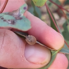 Trachymela sp. (genus) at Bungendore, NSW - 13 Oct 2024