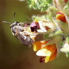 Unidentified Bee (Hymenoptera, Apiformes) at Bandiana, VIC - 13 Oct 2024 by KylieWaldon