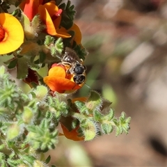 Apis mellifera at Bandiana, VIC - 13 Oct 2024 by KylieWaldon