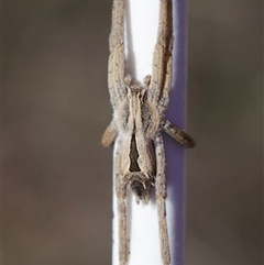 Argoctenus sp. (genus) (Wandering ghost spider) at Murrumbateman, NSW - 13 Oct 2024 by amiessmacro