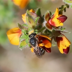 Unidentified Bee (Hymenoptera, Apiformes) at Bandiana, VIC - 13 Oct 2024 by KylieWaldon