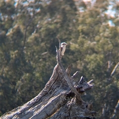 Dacelo novaeguineae (Laughing Kookaburra) at Walla Walla, NSW - 10 Oct 2024 by Darcy