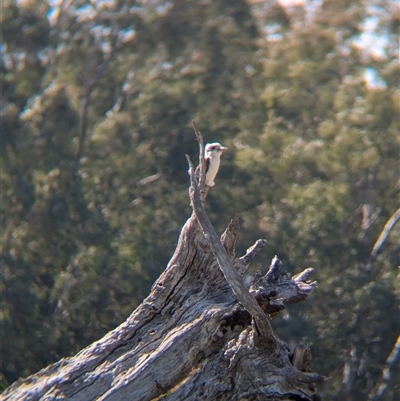 Dacelo novaeguineae (Laughing Kookaburra) at Walla Walla, NSW - 10 Oct 2024 by Darcy