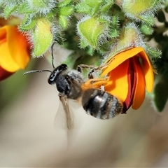 Unidentified Bee (Hymenoptera, Apiformes) at Bandiana, VIC - 13 Oct 2024 by KylieWaldon