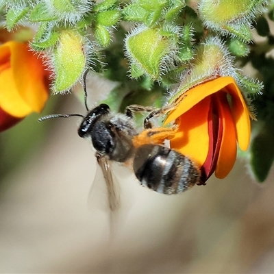 Unidentified Bee (Hymenoptera, Apiformes) at Bandiana, VIC - 13 Oct 2024 by KylieWaldon