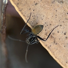 Camponotus aeneopilosus at Dickson, ACT - 13 Oct 2024