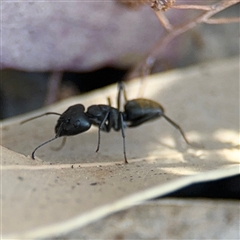 Camponotus aeneopilosus at Dickson, ACT - 13 Oct 2024