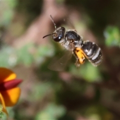 Unidentified Bee (Hymenoptera, Apiformes) at Bandiana, VIC - 13 Oct 2024 by KylieWaldon