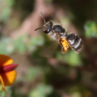 Unidentified Bee (Hymenoptera, Apiformes) at Bandiana, VIC - 13 Oct 2024 by KylieWaldon