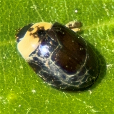 Dermestes maculatus - 1 Jan 1900 by Hejor1