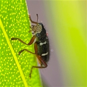 Lemidia nitens at Dickson, ACT - 13 Oct 2024