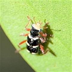 Lemidia nitens at Dickson, ACT - 13 Oct 2024