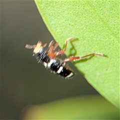 Lemidia nitens at Dickson, ACT - 13 Oct 2024