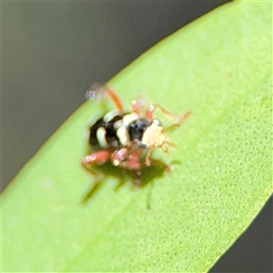 Lemidia nitens at Dickson, ACT - 13 Oct 2024