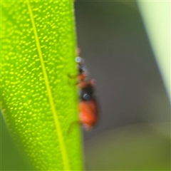 Lemidia nitens at Dickson, ACT - 13 Oct 2024