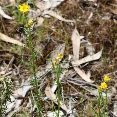 Xerochrysum viscosum (Sticky Everlasting) at Bandiana, VIC - 13 Oct 2024 by KylieWaldon