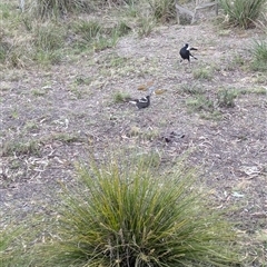 Gymnorhina tibicen (Australian Magpie) at O'Connor, ACT - 11 Oct 2024 by Darcy