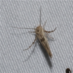 Stathmopoda hyposcia (A Gelechioid moth) at Freshwater Creek, VIC - 18 Feb 2021 by WendyEM