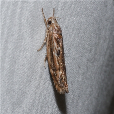 Clerarcha dryinopa (Xyloryctidae) at Freshwater Creek, VIC - 18 Feb 2021 by WendyEM