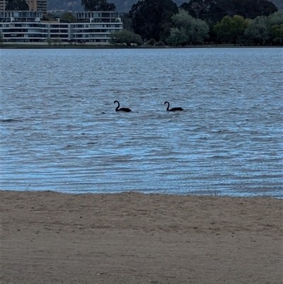 Cygnus atratus (Black Swan) at Barton, ACT - 11 Oct 2024 by Darcy