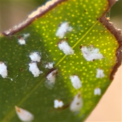 Pulvinaria sp. (genus) (Unidentified Pulvinaria scale insect) at Dickson, ACT - 13 Oct 2024 by Hejor1