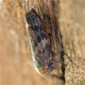 Eurymeloides adspersa at Dickson, ACT - 13 Oct 2024