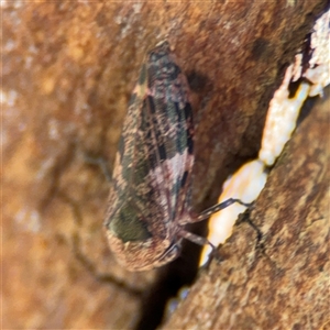 Eurymeloides adspersa at Dickson, ACT - 13 Oct 2024