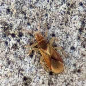 Thaumastocoris sp. (genus) at Dickson, ACT - 13 Oct 2024